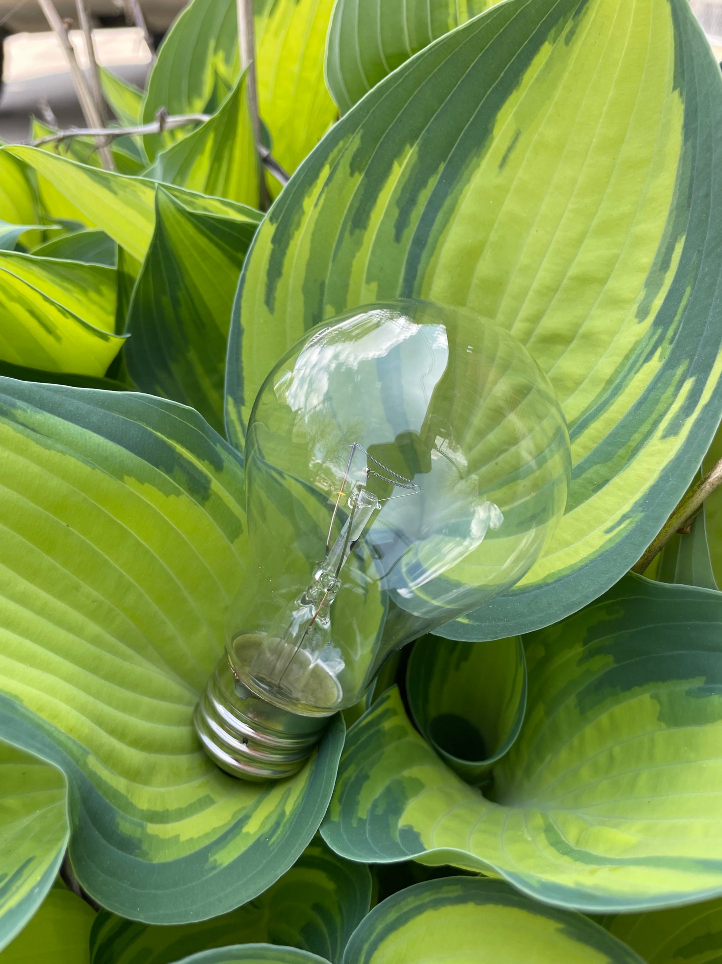 NaturLight Therapeutic Incandescent Bulb - 60W