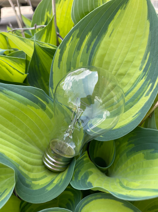 NaturLight Therapeutic Incandescent Bulb - 60W